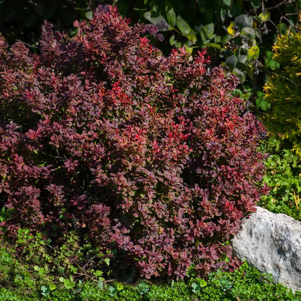 Admiration Barberry Shrub - Image 4