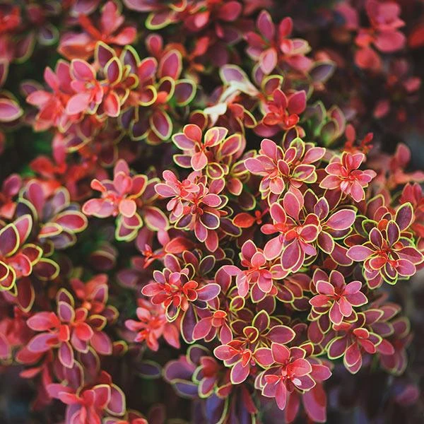 Admiration Barberry Shrub