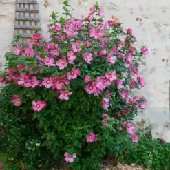 Aphrodite Rose Of Sharon Althea Shrub