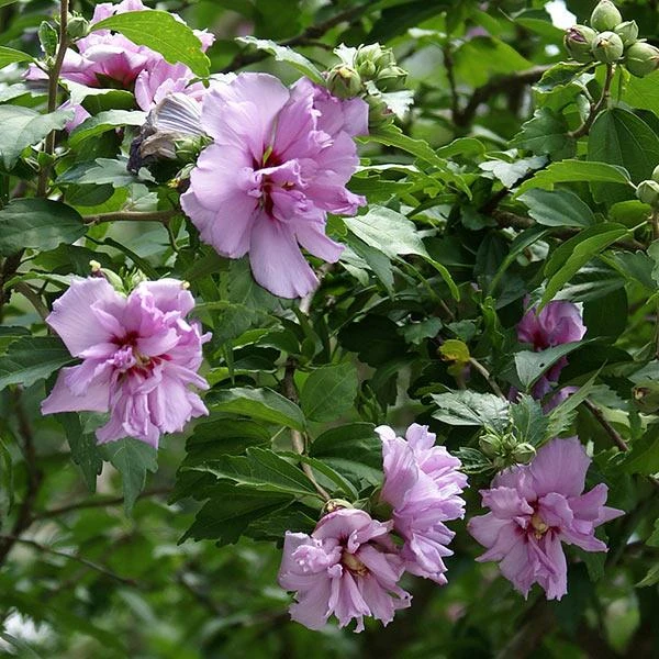 Ardens Rose Of Sharon Althea Shrub