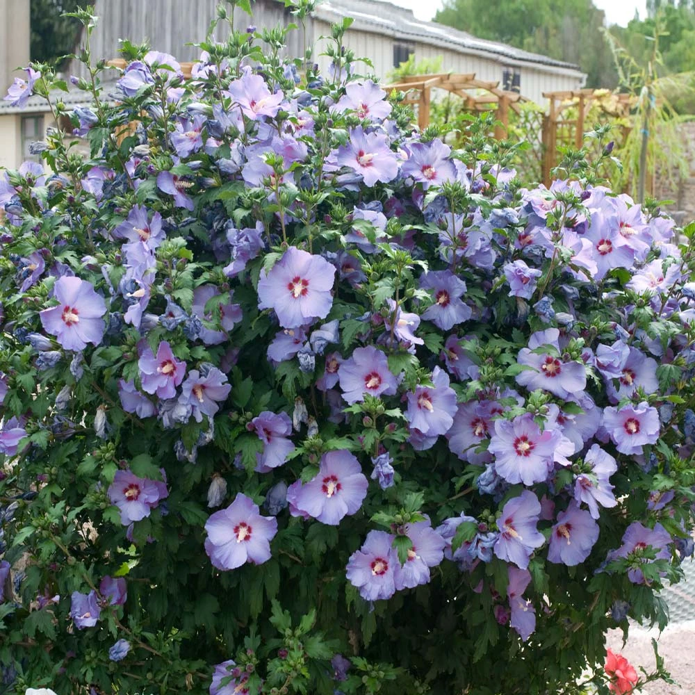 Bluebird Rose Of Sharon Hibiscus Shrub - Image 2
