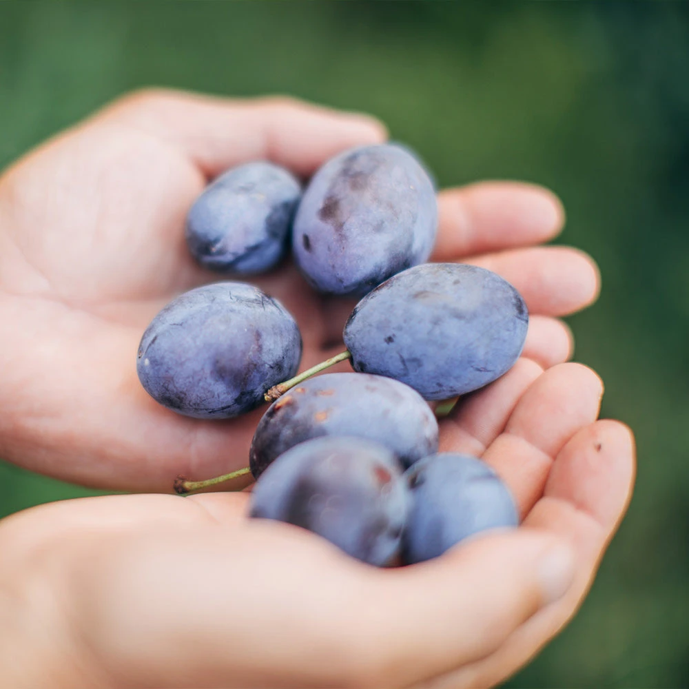 Brooks Plum Tree - Image 4