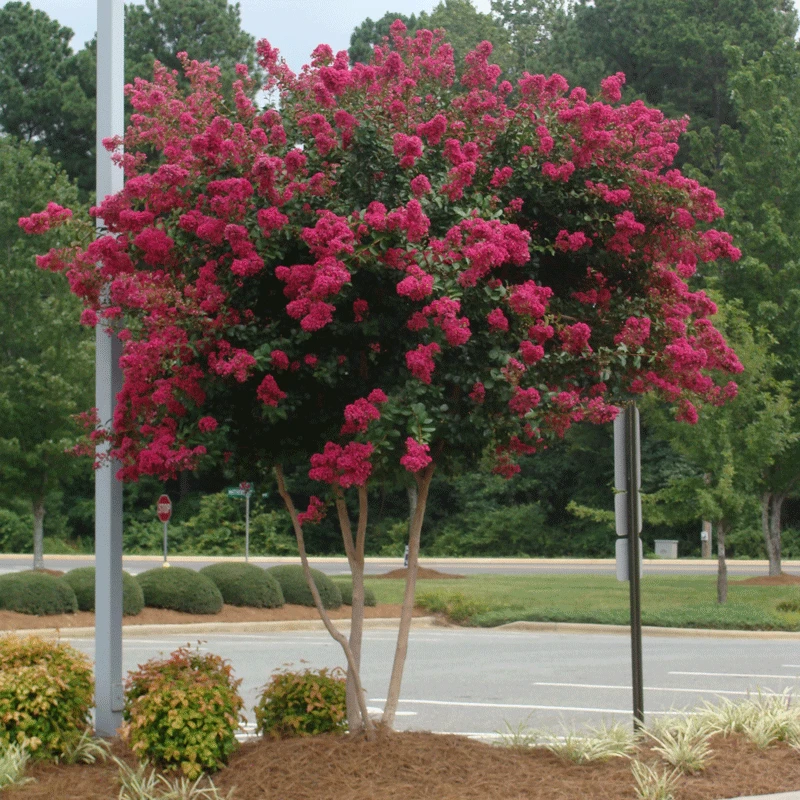 Cherokee Crape Myrtle - Image 2