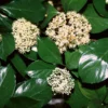 Chindo Sweet Viburnum Shrub