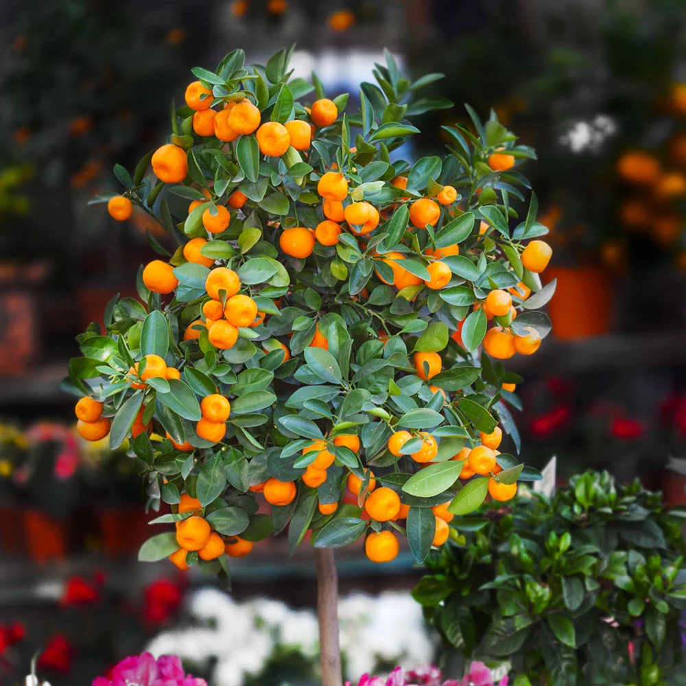 California Honey Mandarin Tree - Image 2