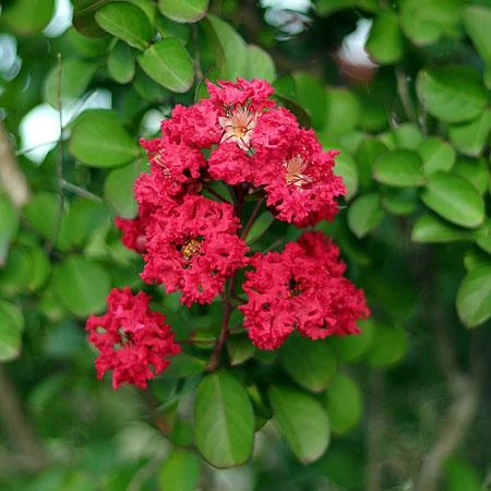 Cherokee Crape Myrtle - Image 3