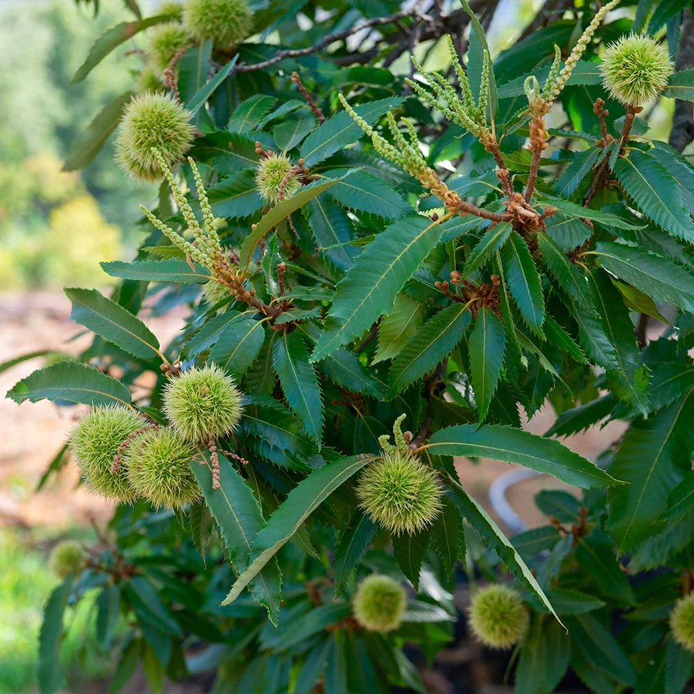 Chinese Chestnut Tree - Image 3