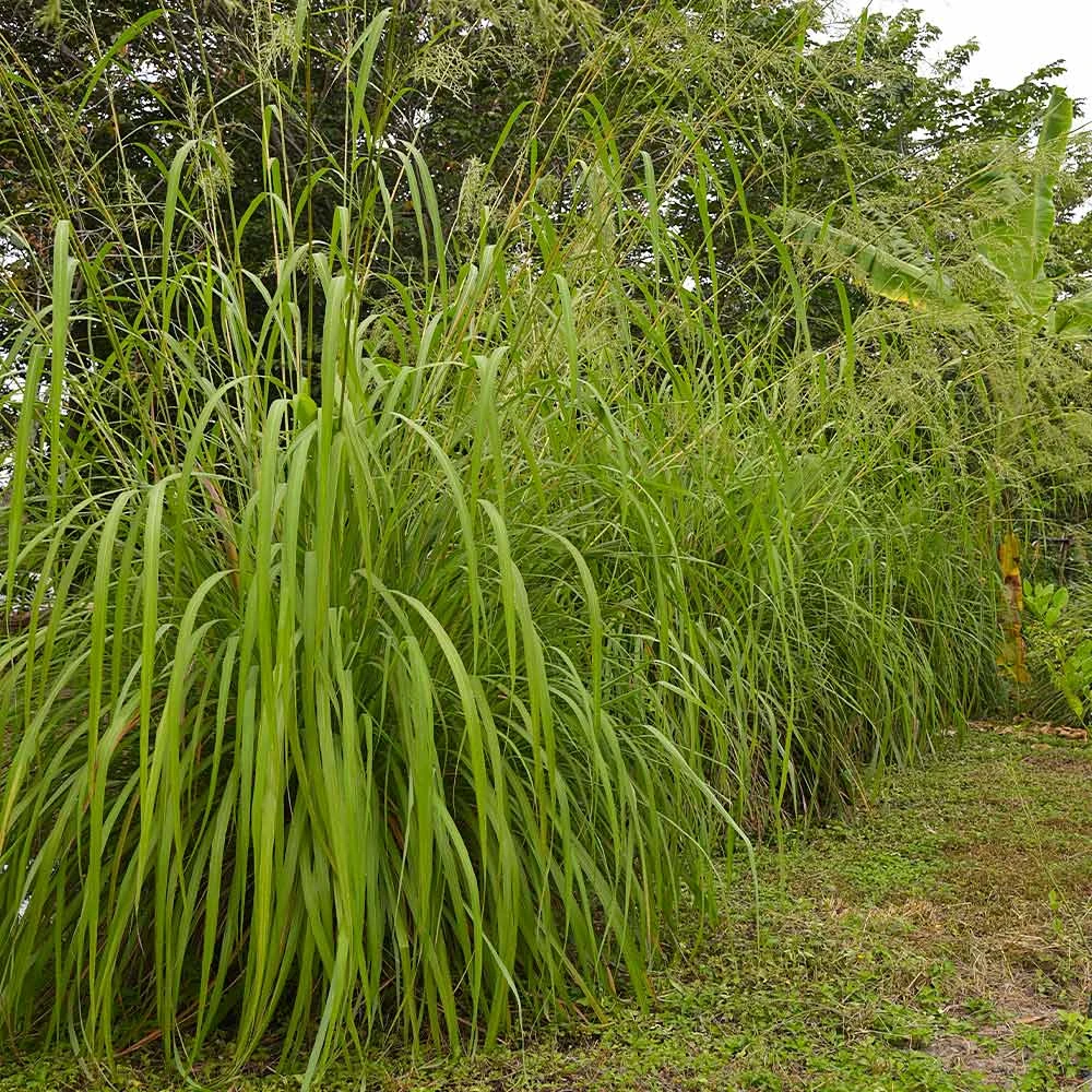 Citronella Grass (Cymbopogon Nardus) - Image 2