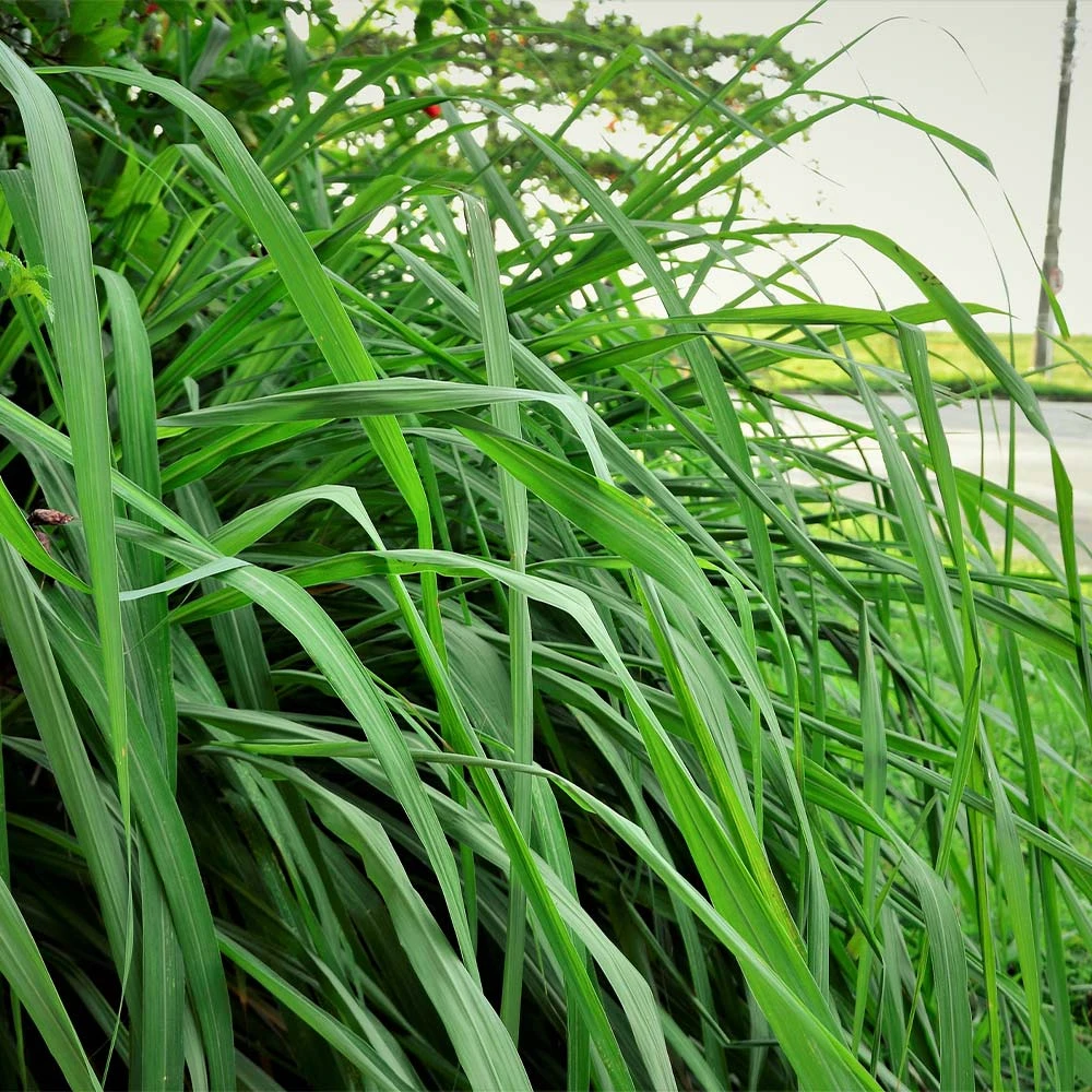 Citronella Grass (Cymbopogon Nardus) - Image 3