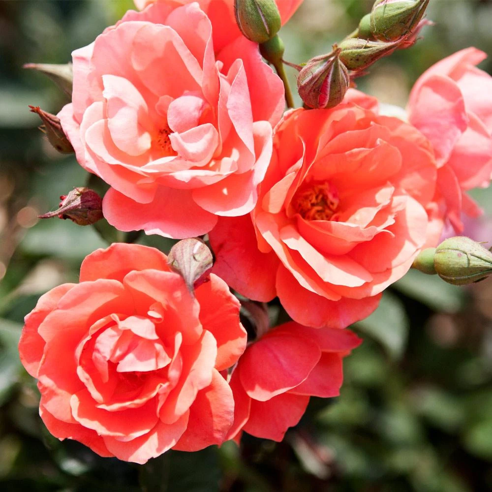 Coral Knock Out® Rose Shrub - Image 2