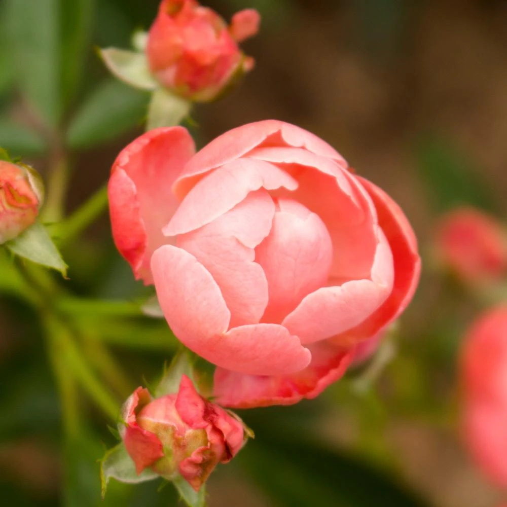 Coral Knock Out® Rose Shrub - Image 4