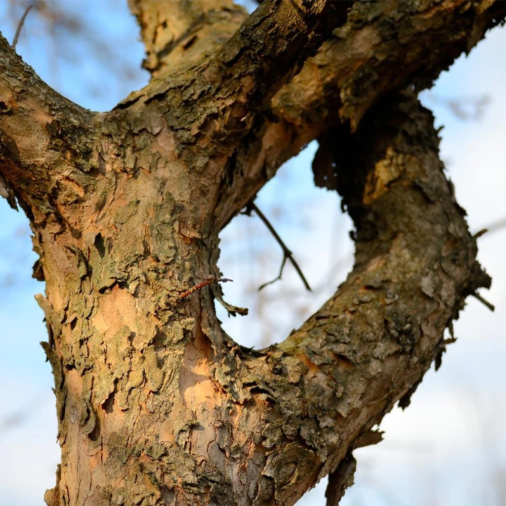 Cornelian Cherry Dogwood Tree - Image 7