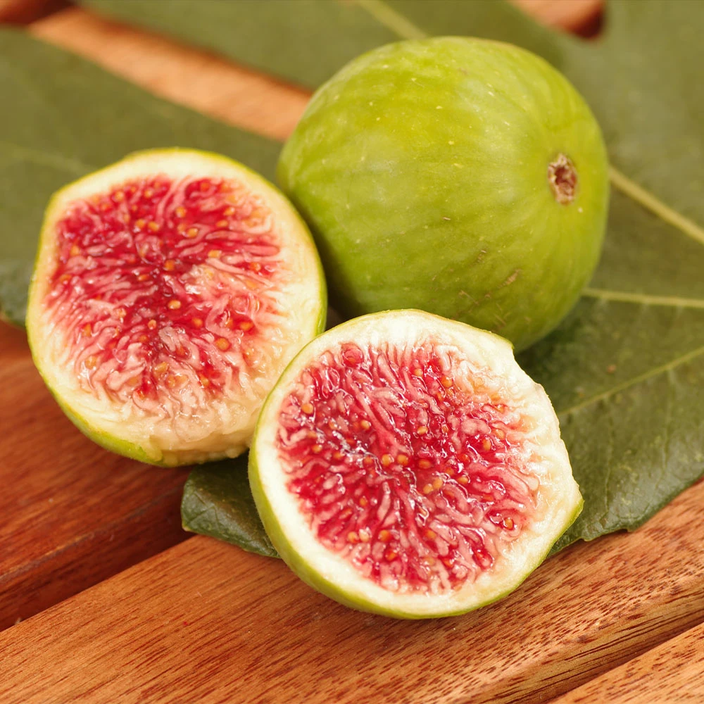 Desert King Fig Tree - Image 2