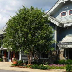 Dura HeatĀ® River Birch