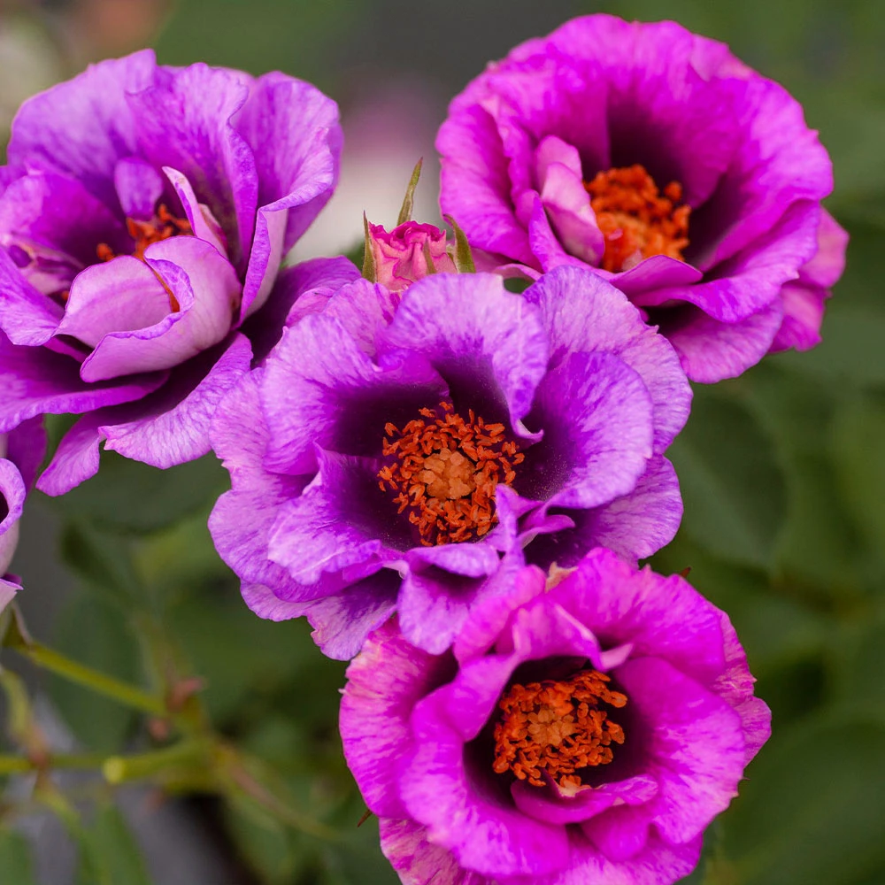 Eyeconic® Plum Lemonade Rose - Image 4