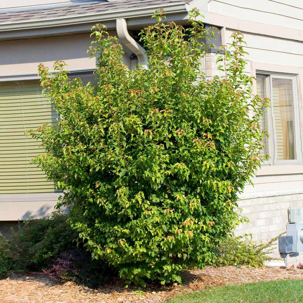 Flame Amur Maple - Image 4