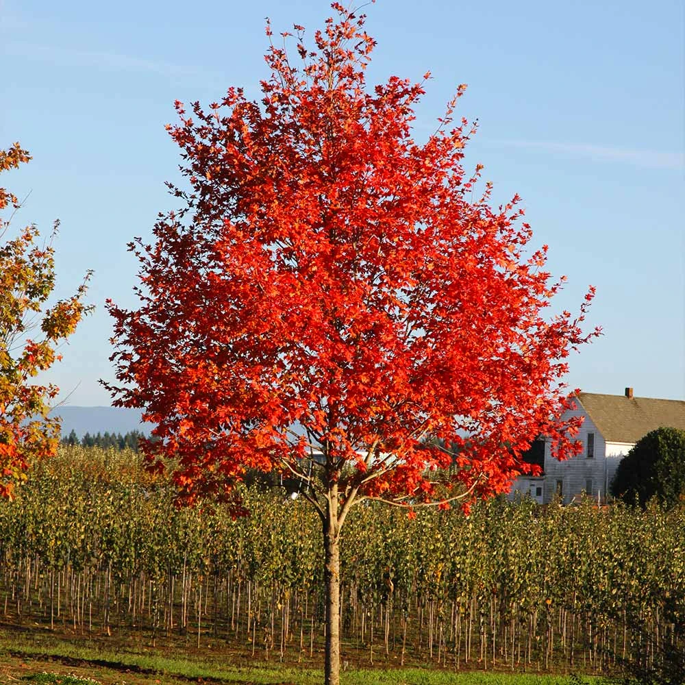 Flashfire® Maple Tree - Image 4