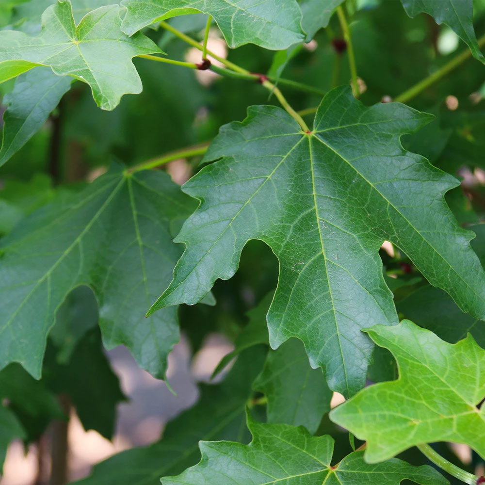Flashfire® Maple Tree - Image 5