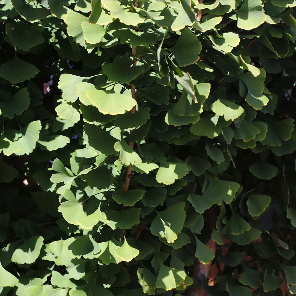 Goldspire⢠Ginkgo Tree - Image 5