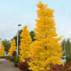 Goldspire⢠Ginkgo Tree