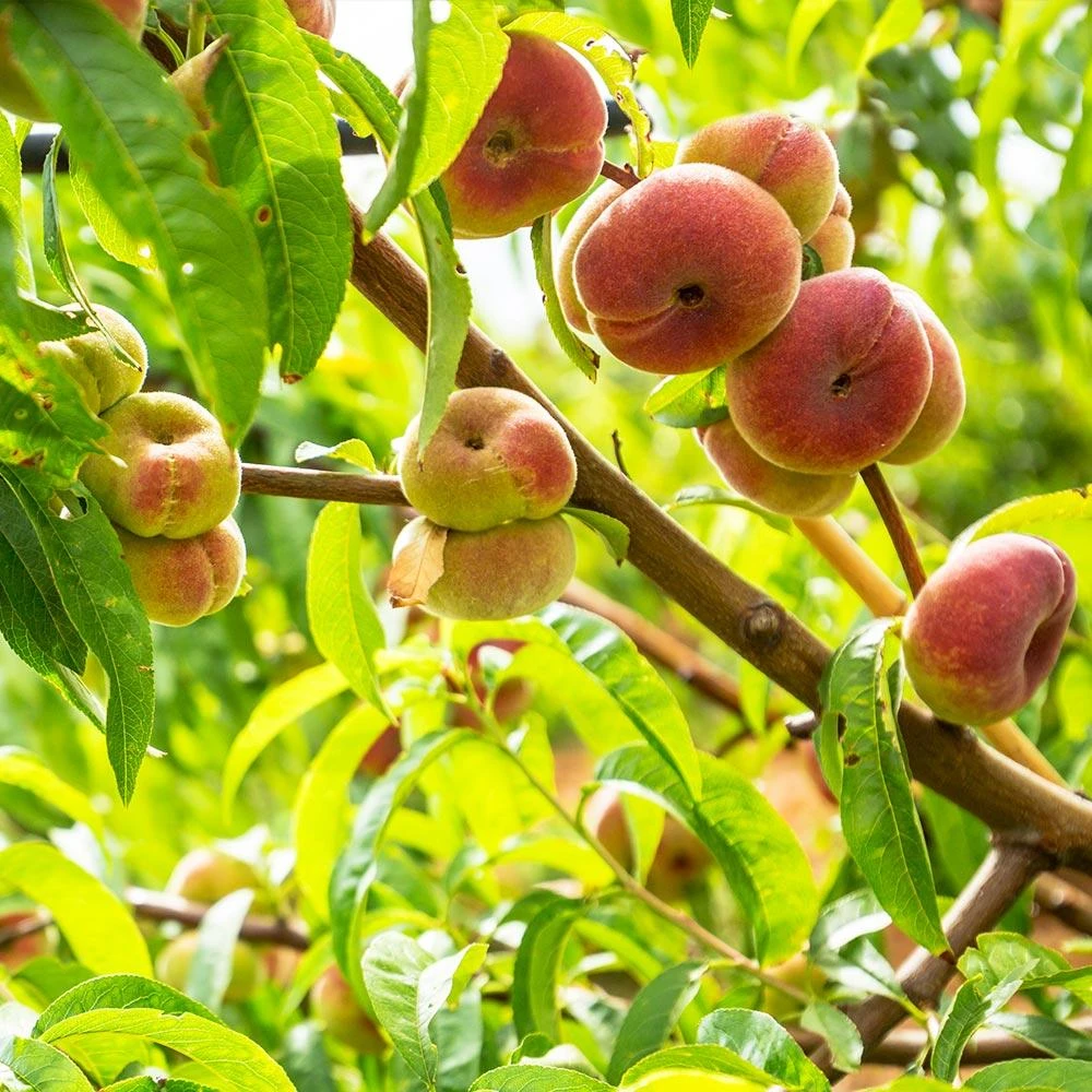 Galaxy Peach Tree - Image 4