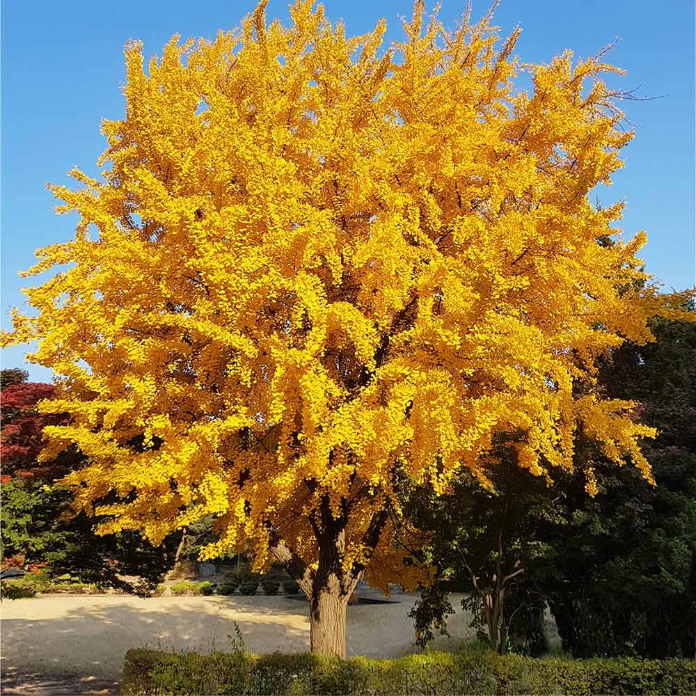 Ginkgo Tree - Image 2