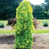 Golden Falls® Redbud Tree