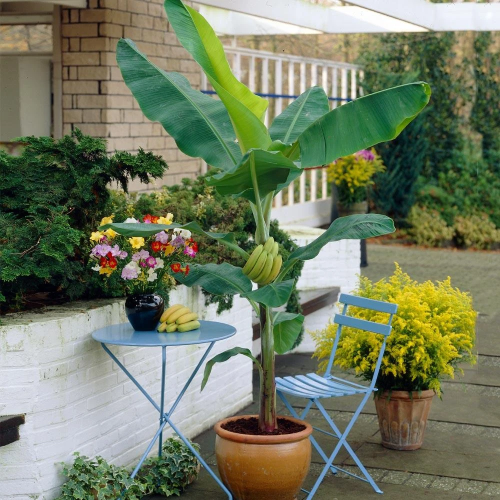 Grand Nain 'Naine' Banana Tree - Image 2