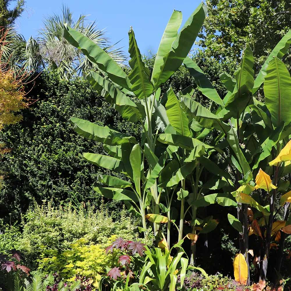Grand Nain 'Naine' Banana Tree - Image 5