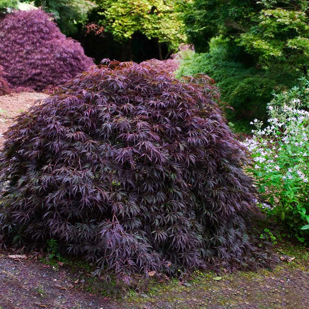 Tamukeyama Japanese Maple Tree - Image 4