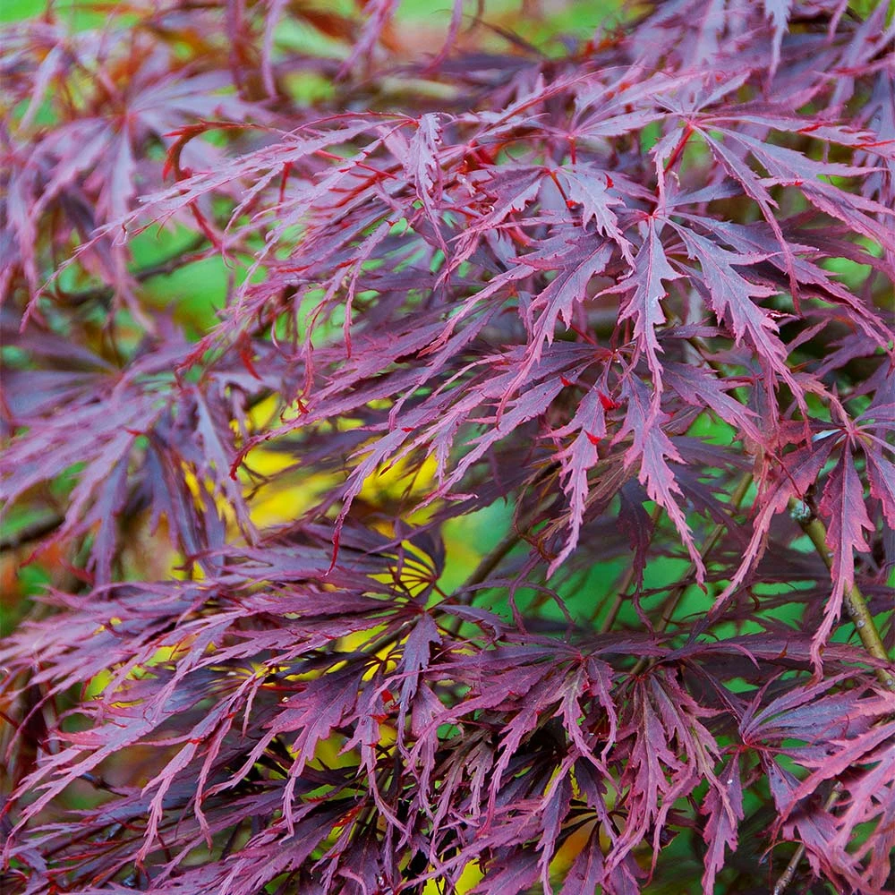 Tamukeyama Japanese Maple Tree - Image 5