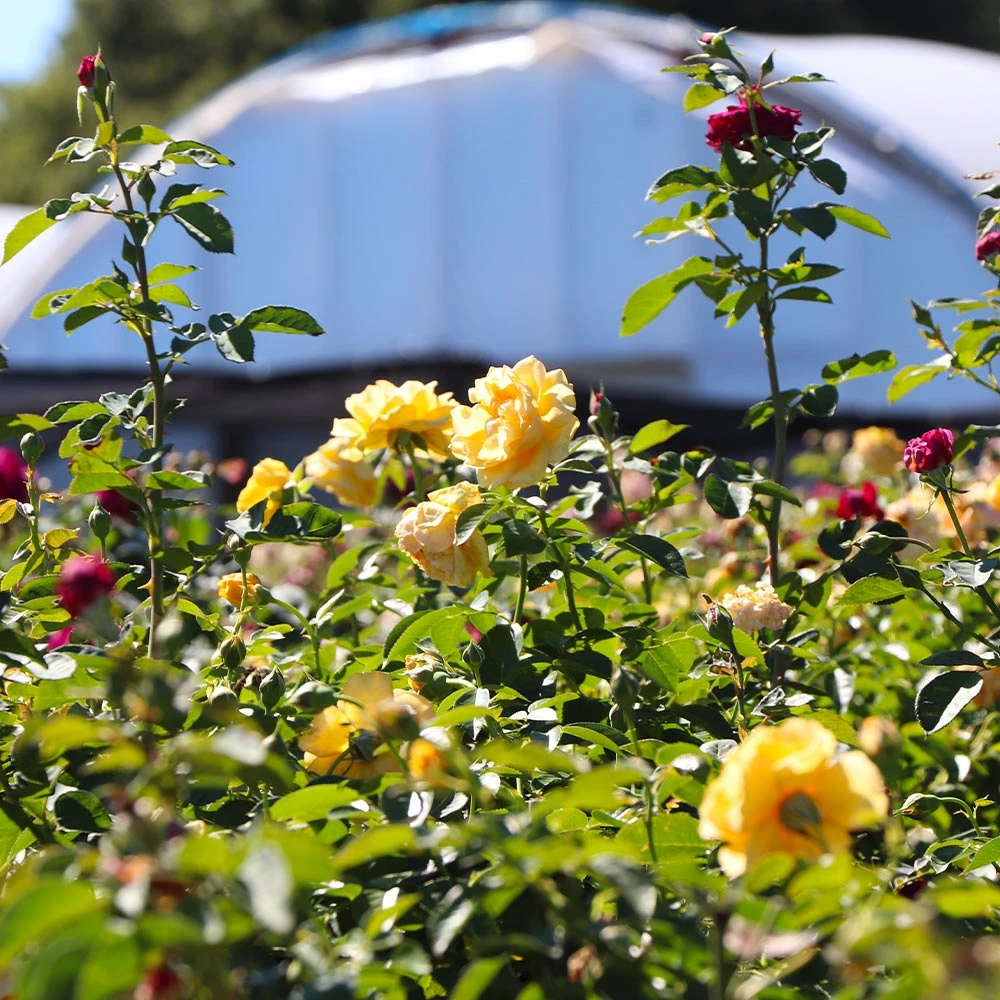 Julia Child And Ebb Tide™ Two-fer® Rose Tree - Image 3