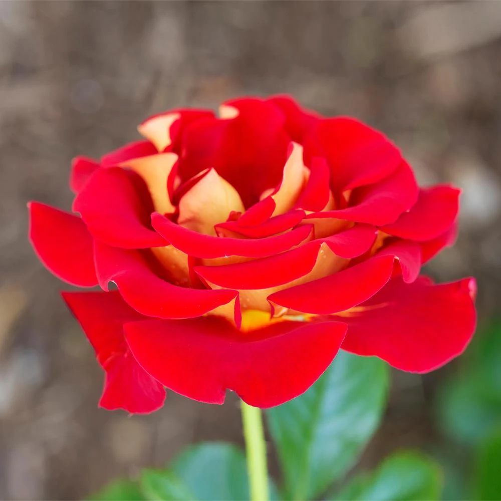 Ketchup And Mustard Rose Shrub - Image 3