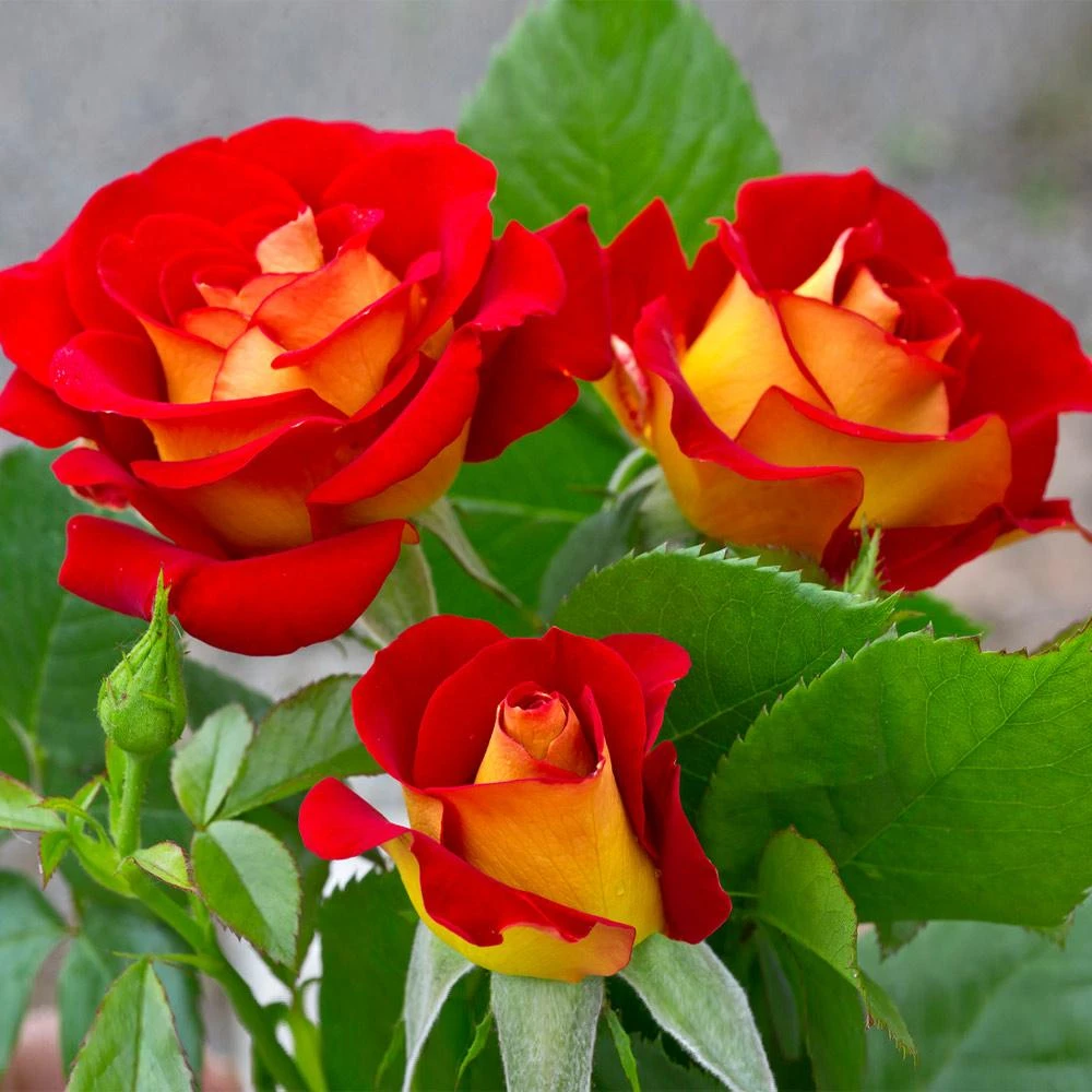 Ketchup And Mustard Rose Shrub - Image 2