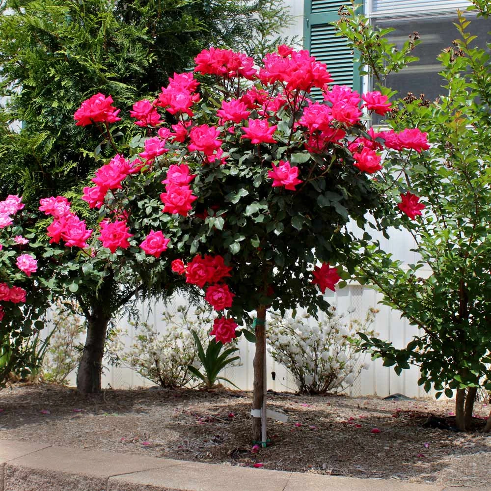 Knock Out® Rose Tree - Image 2