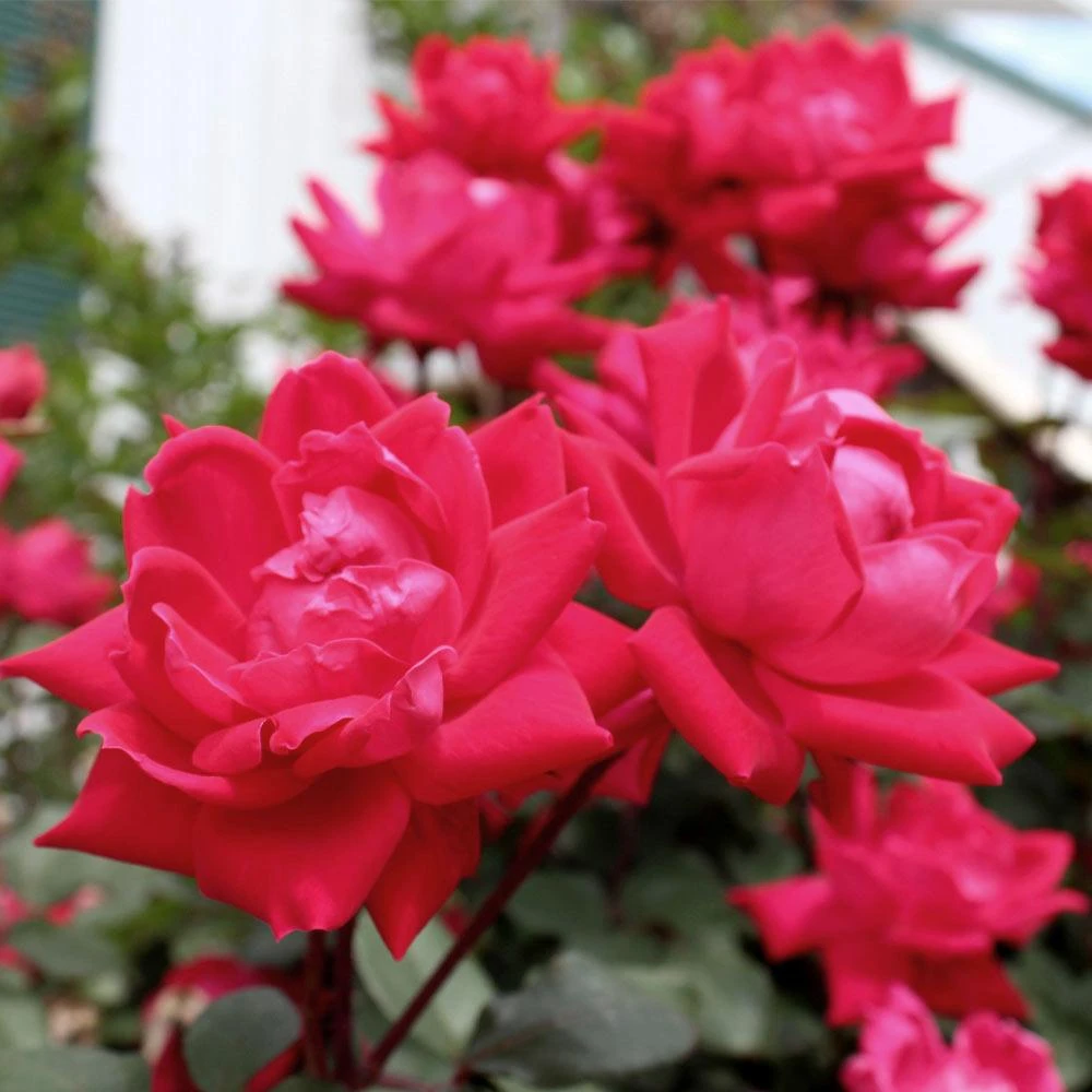 Knock Out® Rose Tree - Image 5