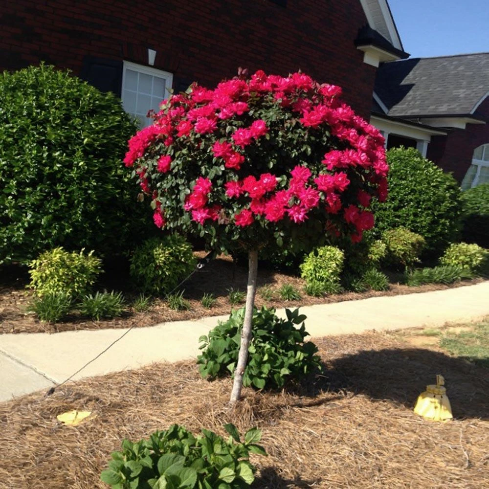 Knock Out® Rose Tree - Image 6