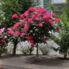 Knock Out® Rose Tree