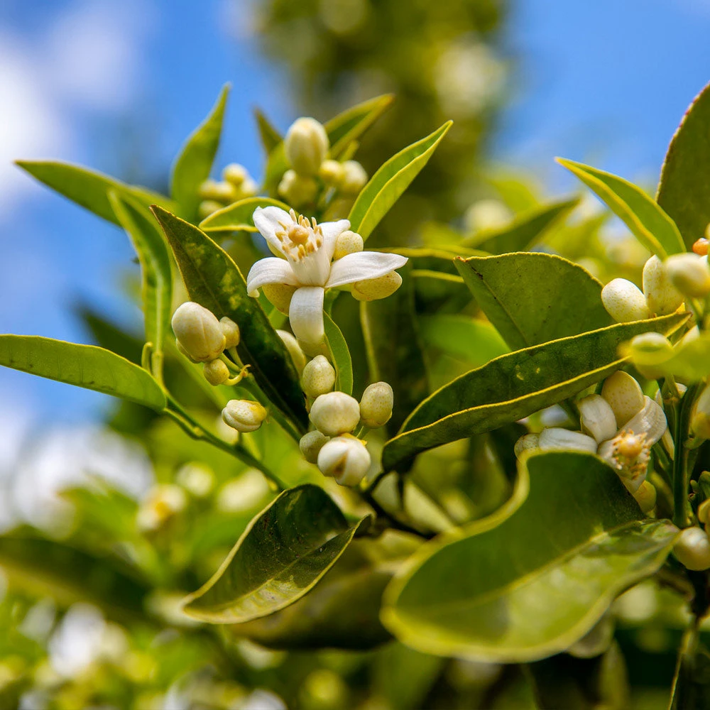 Lane Late Navel Orange - Image 3