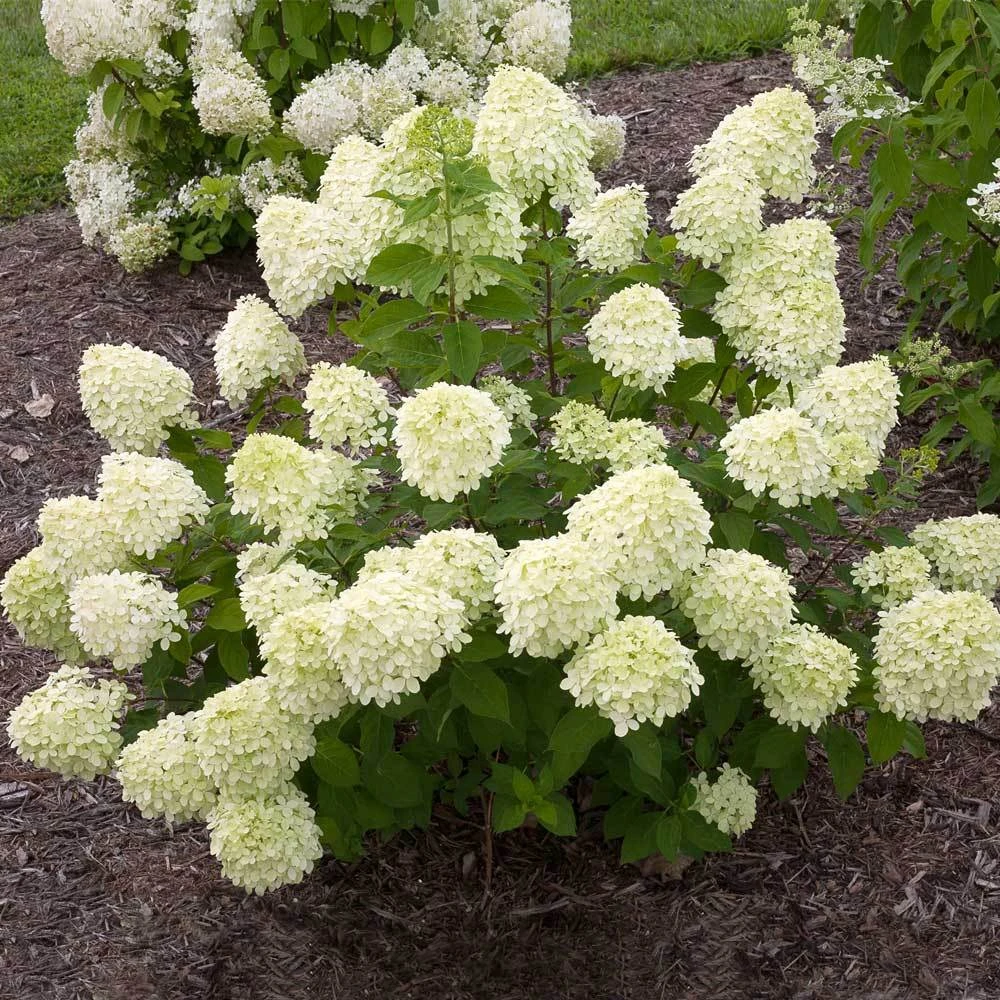 Little Lime® Hydrangea Shrub - Image 2