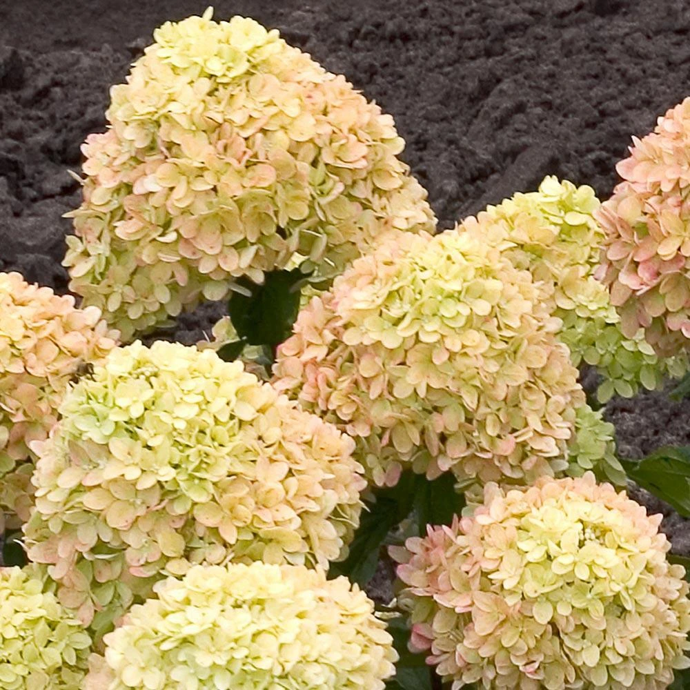 Little Lime® Hydrangea Shrub - Image 5