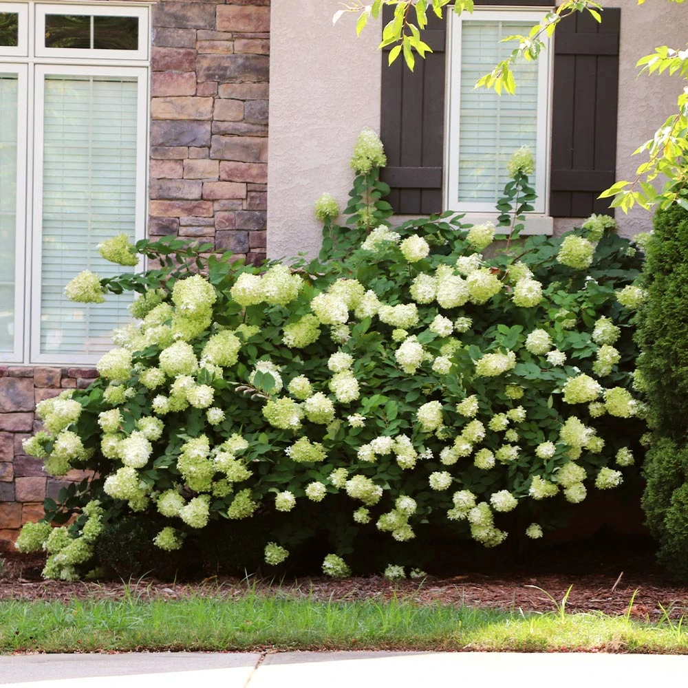 Little Lime® Hydrangea Shrub - Image 4