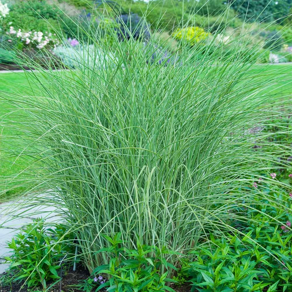 Little Kitten Maiden Grass - Image 2