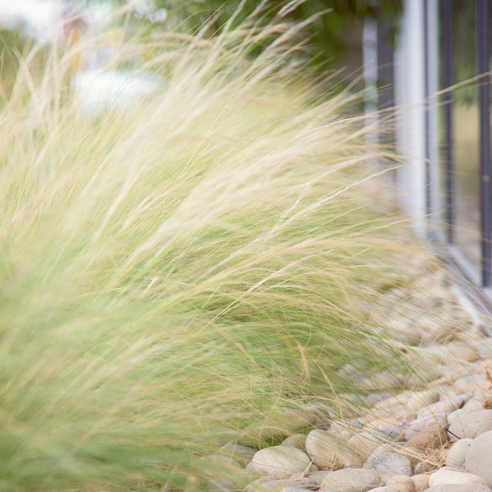 Mexican Feather Grass - Image 5