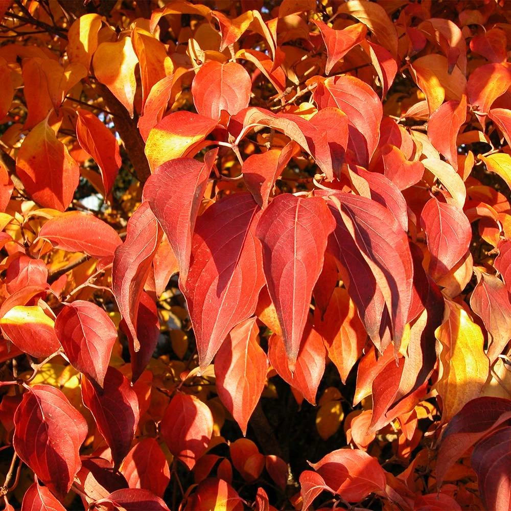 Milky Way Chinese Dogwood Tree - Image 5