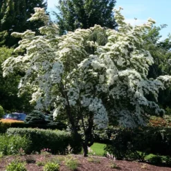 Milky Way Chinese Dogwood Tree