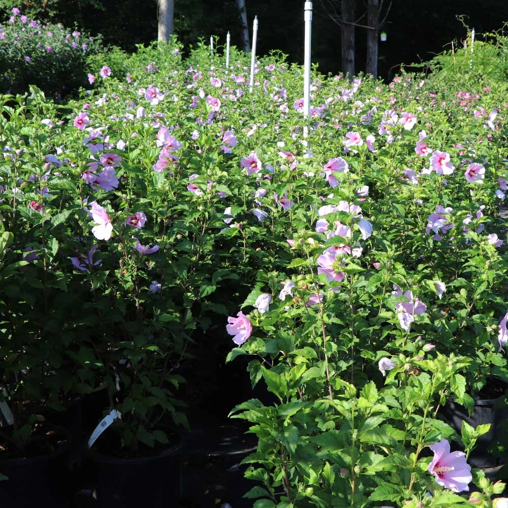 Minerva Rose Of Sharon Althea Shrub - Image 5