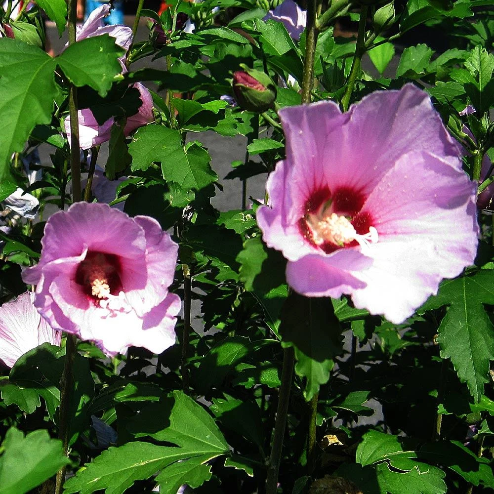 Minerva Rose Of Sharon Althea Shrub - Image 4