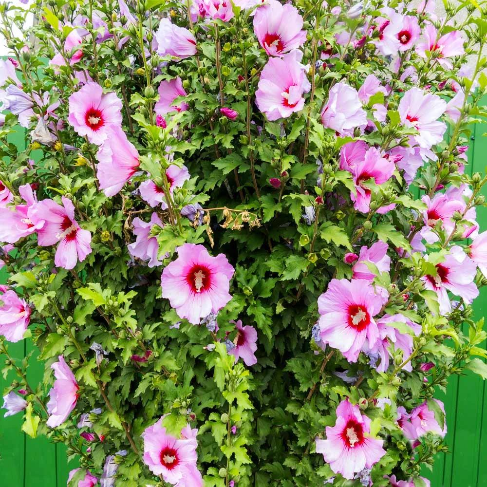 Minerva Rose Of Sharon Althea Shrub - Image 3
