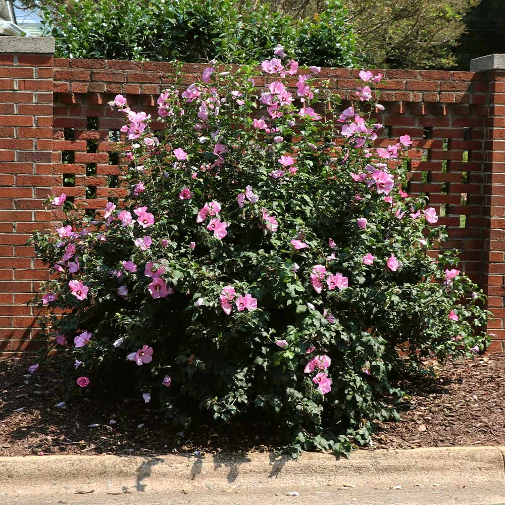 Minerva Rose Of Sharon Althea Shrub - Image 2
